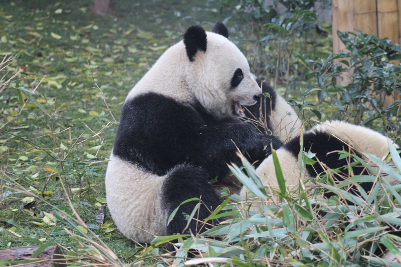 Panda Cuddliness 