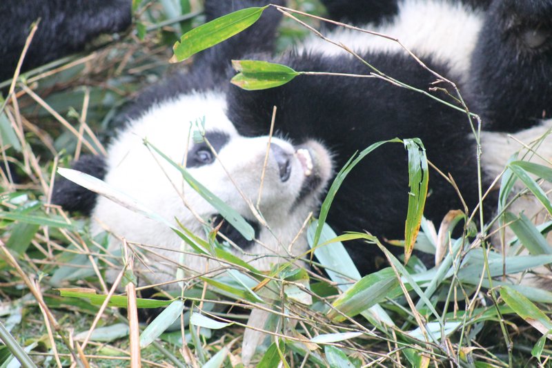 Coyly eating bamboo