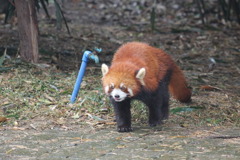 Red Panda Stalking