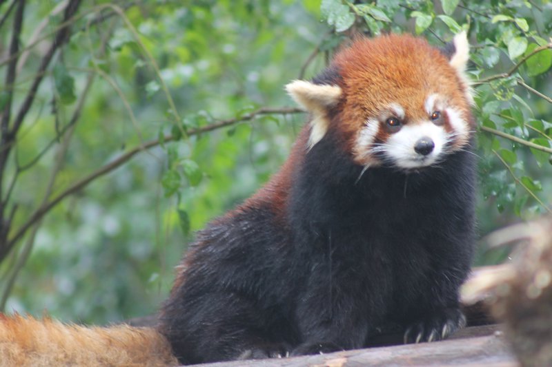 Pensive Red Panda