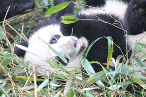 Coyly eating bamboo