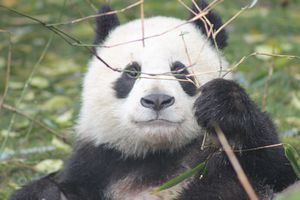 Panda Thoughtful