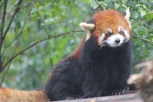 Pensive Red Panda
