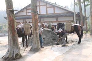 Donkeys and laborers 