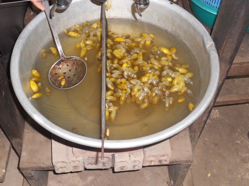 boilling process to extract raw silk
