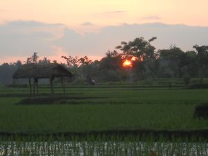 sunset over rice field
