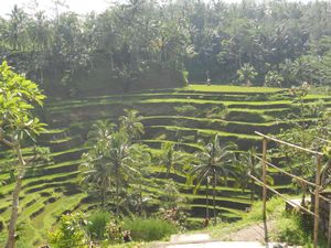 rice terrace
