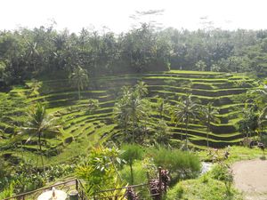 rice terrace (2)