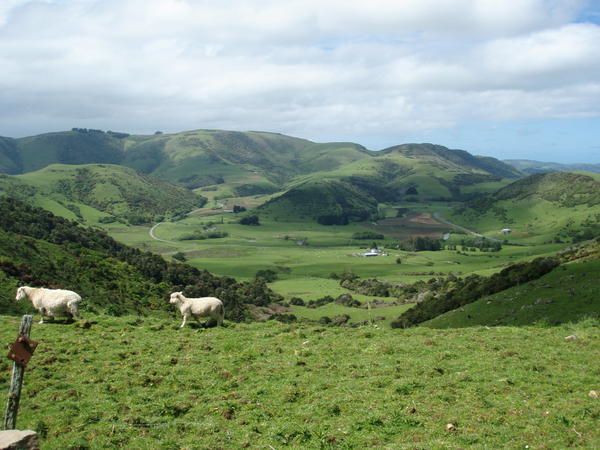 Sheep and green hills