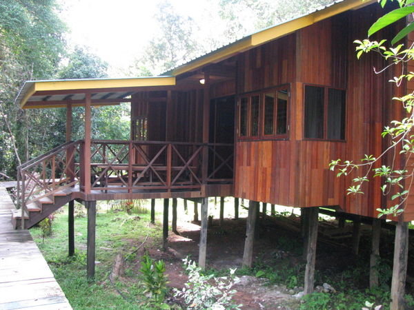 Cabin in the Rainforest