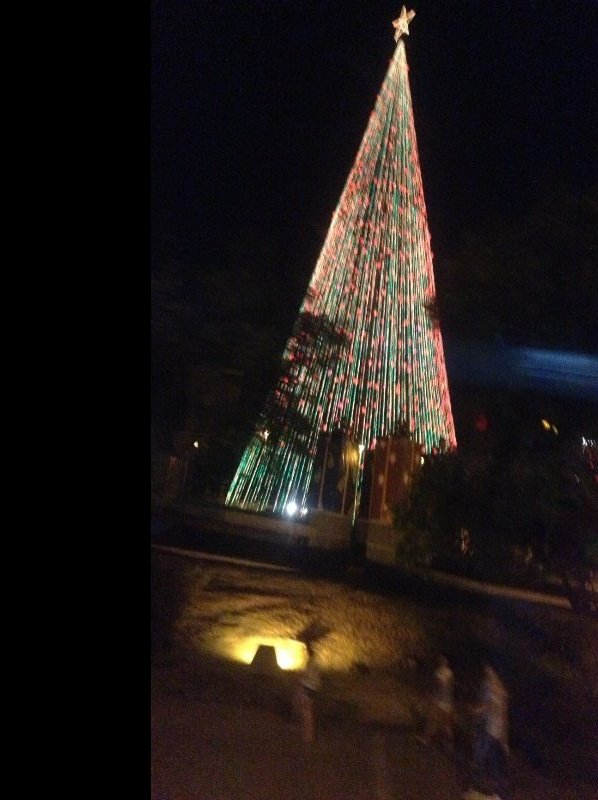 One big Christmas tree!