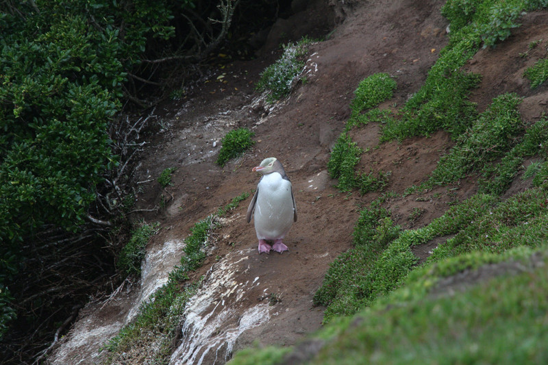 18 Pinguin bij Katiki Point .