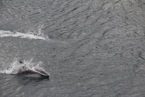 De dolfijnen hebben pret