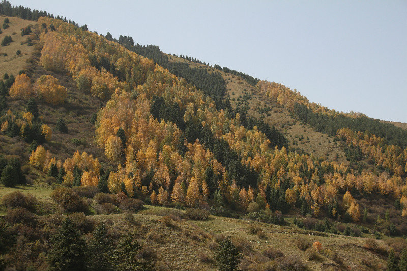 Herfstkleuren in het Karakol National Park