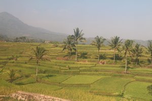Uitgestrekte rijstvelden in het dal