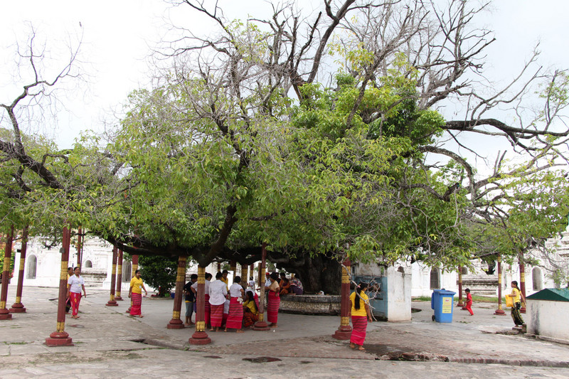 Oude boom in de Kuthoda Pagode