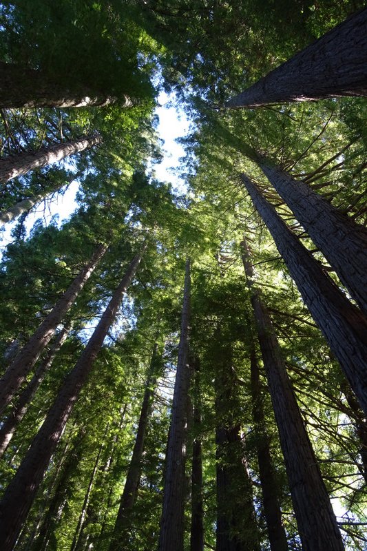 003 Redwoods