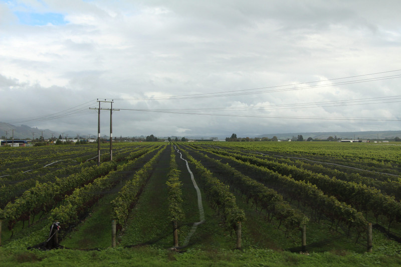 Wijnvelden bij Nelson