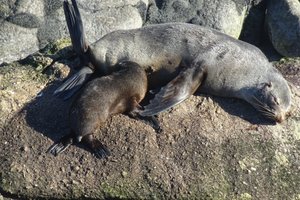 Tauranga Bay Seal colony