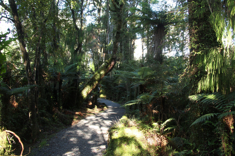 Ship Creek Swamp Forest