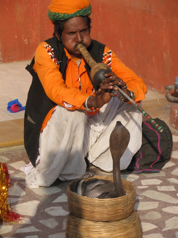 A Snake Charmer in Jaipur