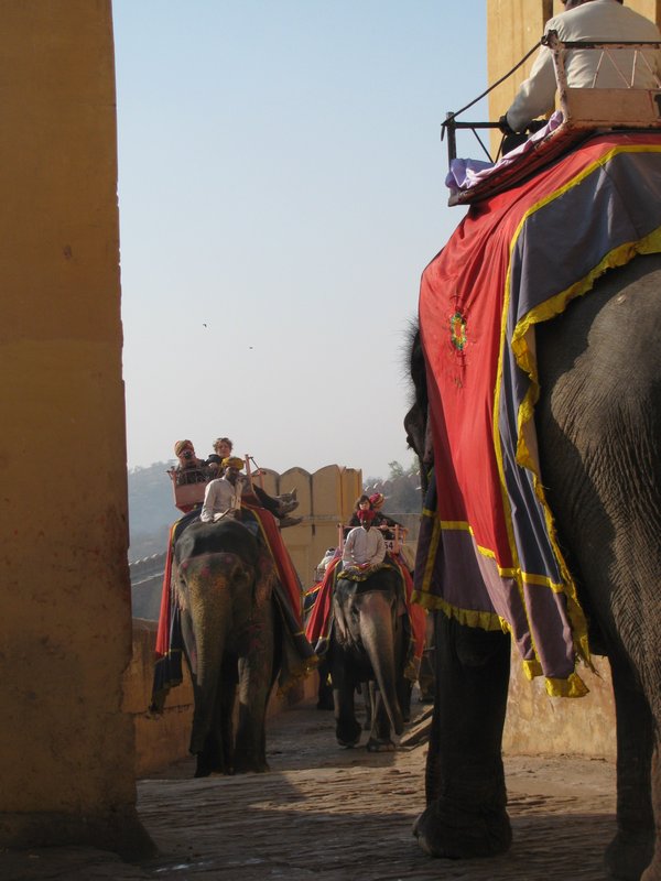 Elephants walk up the Amber Fort
