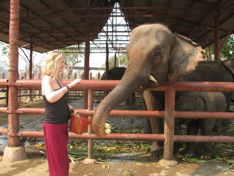 Feeding Elephants