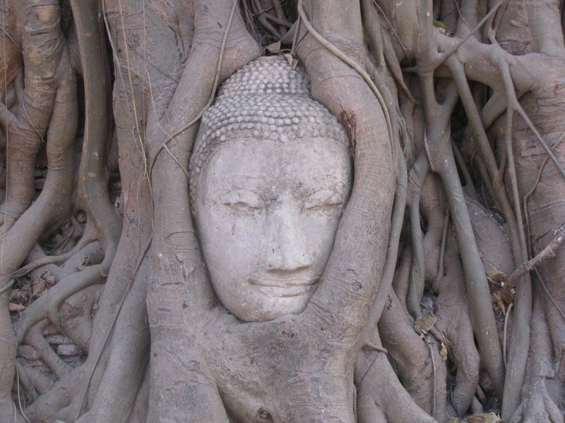 Buddha in the Banyan Tree