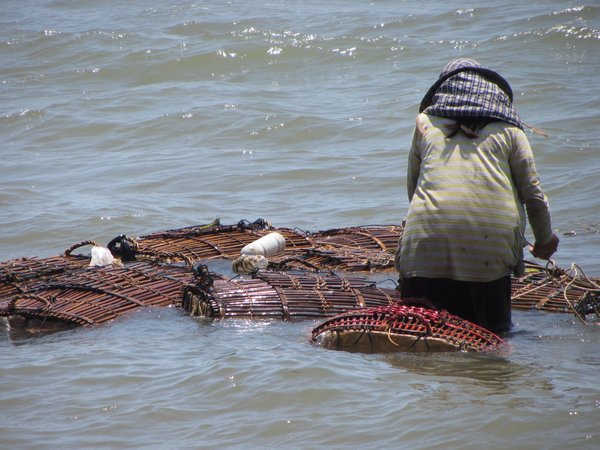 Women collect crabs for the market