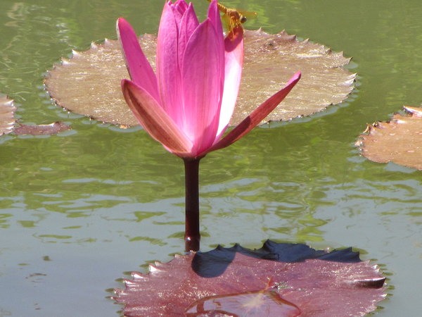 Lotus Flower