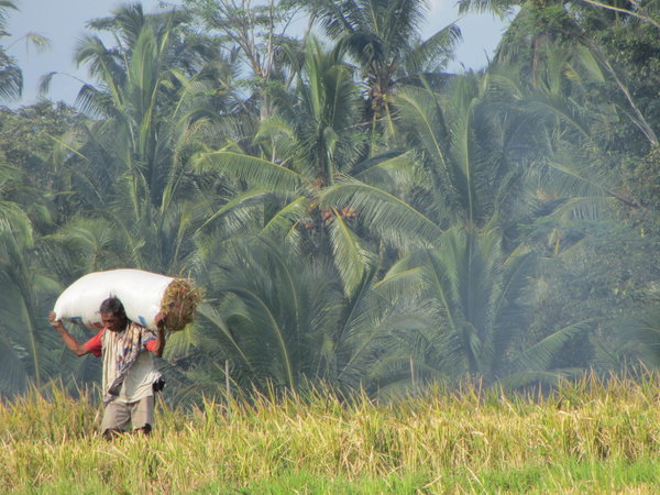 Worker in the Rice Fields
