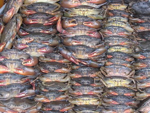 Crabs for sale in the market
