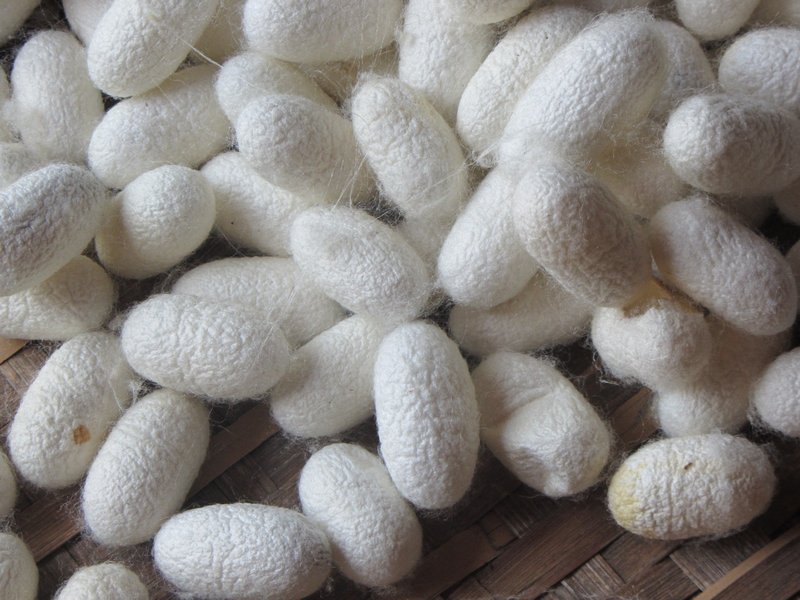 The Silk Cocoons