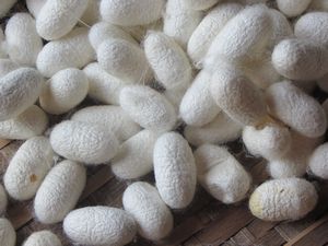 The Silk Cocoons