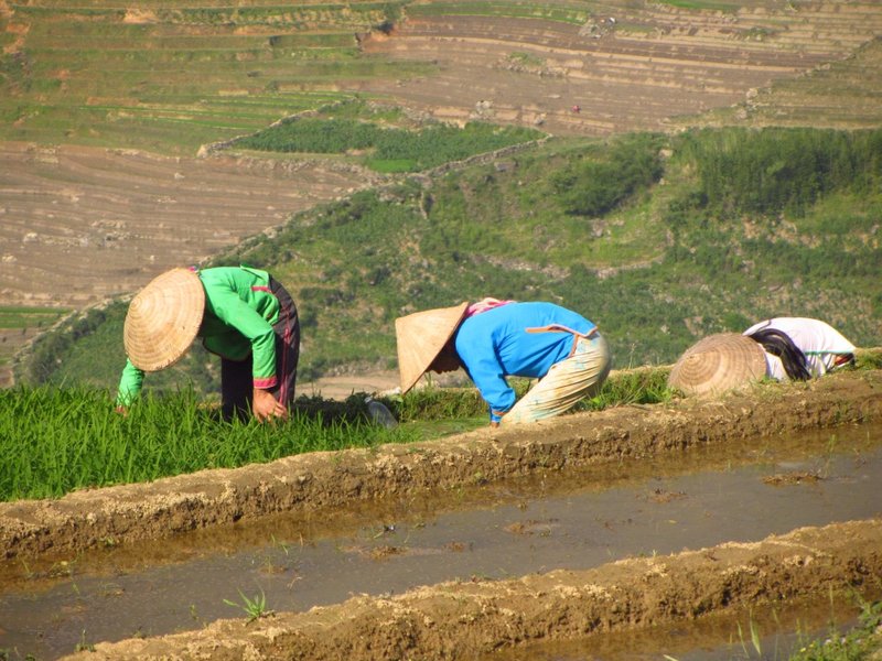 Rice Workers on the Terraces
