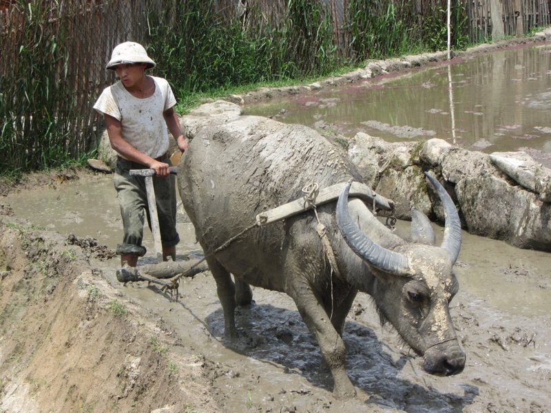 A Muddy Buffalo works the Rice Paddies