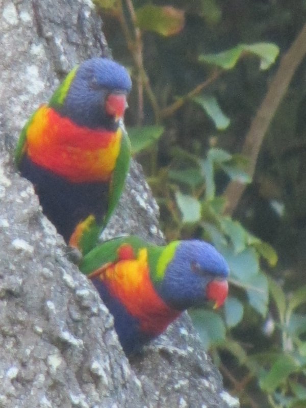 Parrot type birds