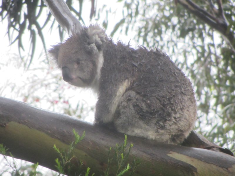 A slightly soggy Koala