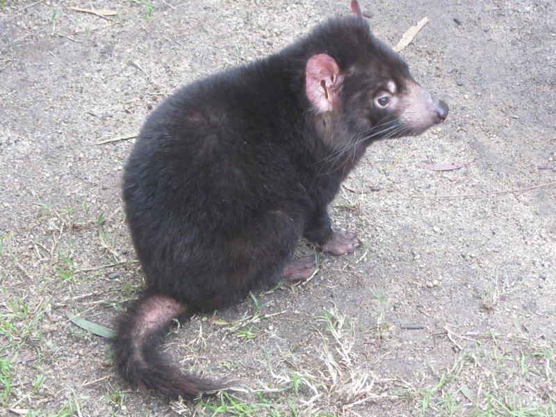 A Tasmanian Devil!