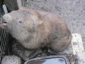 A Wombat!