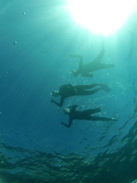 Snorkelling with Sharks