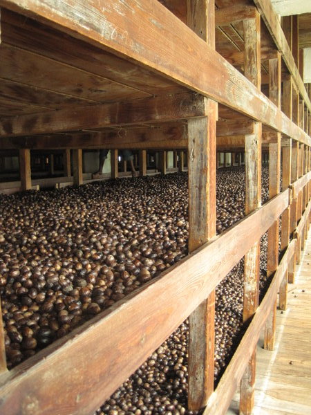 Where the nuts are dried