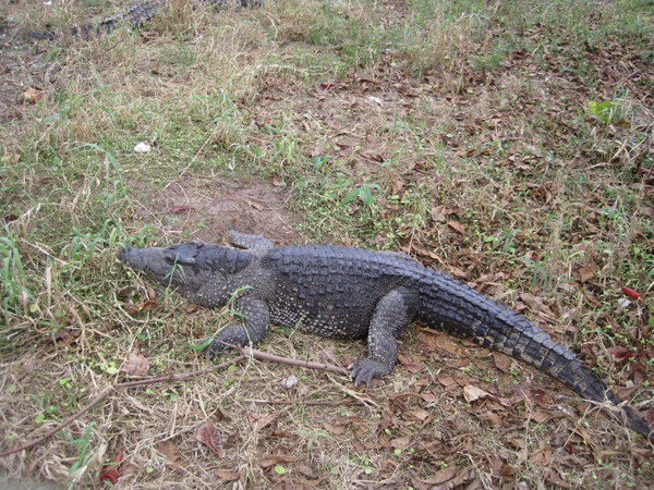 On the crocodile farm