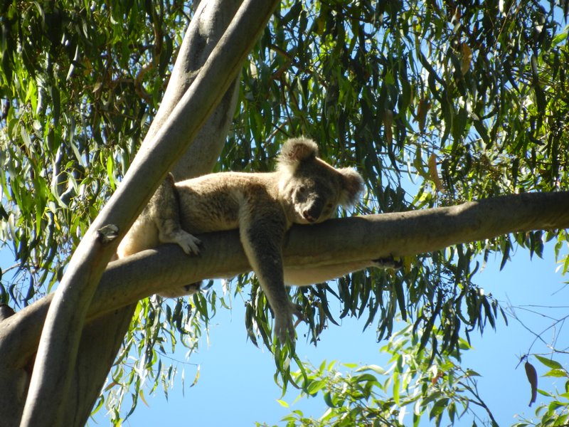 Koala at Noosa Heads NP