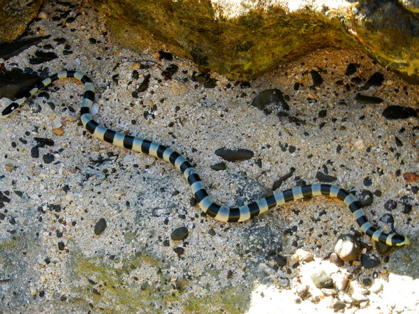 Small Sea Snake