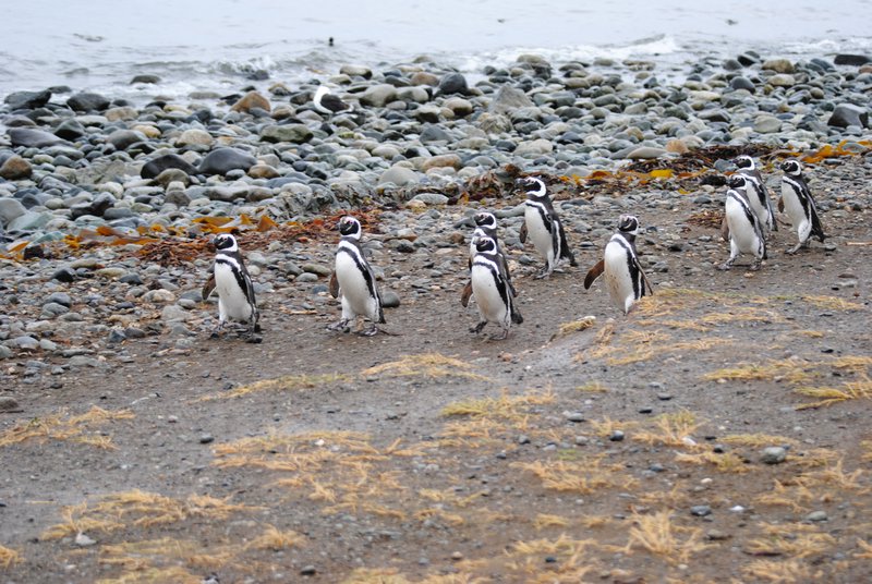 March of the penguins