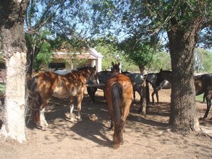 Horses at the estancia