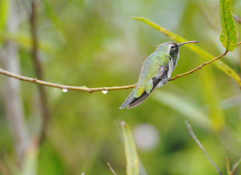 Emerald humming bird