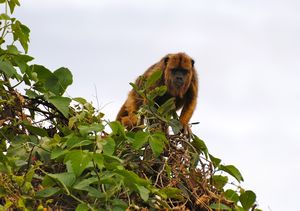 Howler monkey - female
