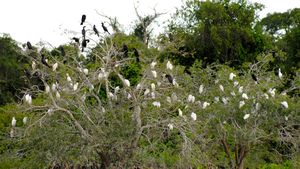Cormorants and Snowy Egrets